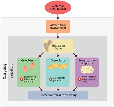 The Impact of Maternal High-Fat Diet on Bone Microarchitecture in Offspring